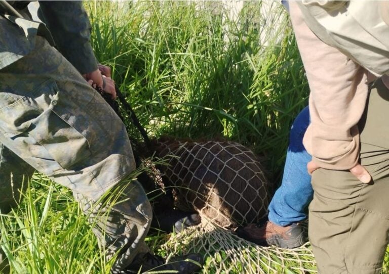 Em ação integrada, GCM Ambiental de São Bernardo resgata capivara na região do Rudge Ramos