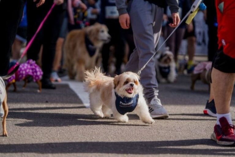 Grand Plaza abre inscrições para Cãominhada com atividades para pets e tutores