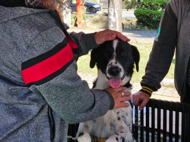 Projeto “Tigela Cheia” arrecada 410 quilos de recicláveis e garante adoção de oito animais em Ribeirão Pires