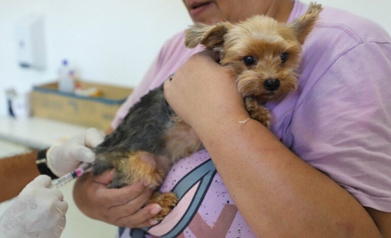 Diadema abre chamamento público para castração e vacinação de cães e gatos