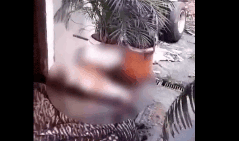 Cenário de horror no Taboão: vizinhos encontram cão morto e outro em estado de desnutrição extrema